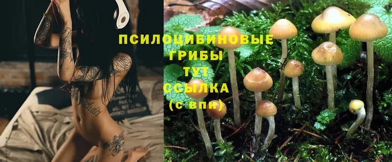 Галлюциногенные грибы Magic Shrooms  Кодинск 